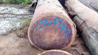 Rot Resistance Purple Heart Logs 905 Kg / M3 3 - 5 Ft Trunk Diameter
